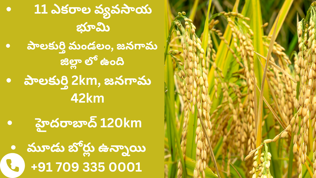11 Acres Farmland or Agriculture Land for Sale in Palakurthi, Jangaon, Telangana